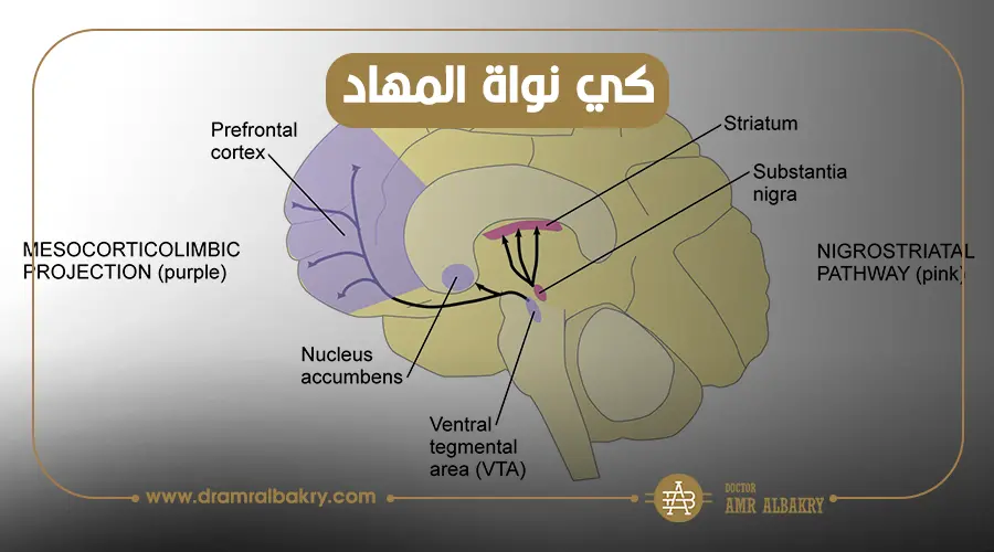 كي نواة المهاد