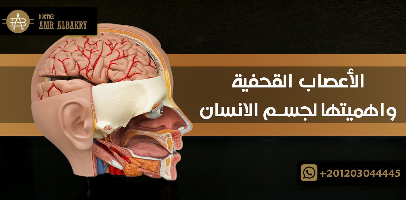 الأعصاب القحفية